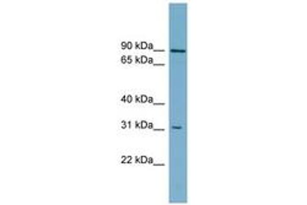 anti-ATP-Binding Cassette, Sub-Family D (ALD), Member 2 (Abcd2) (C-Term) antibody