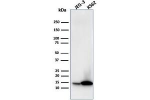 LGALS1/Galectin 1 anticorps  (AA 12-108)