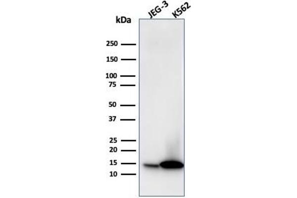 LGALS1/Galectin 1 anticorps  (AA 12-108)