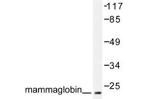 Image no. 1 for anti-Secretoglobin, Family 2A, Member 2 (SCGB2A2) antibody (ABIN271899)