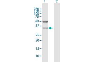 Image no. 1 for anti-Sideroflexin 3 (SFXN3) (AA 1-325) antibody (ABIN529409)