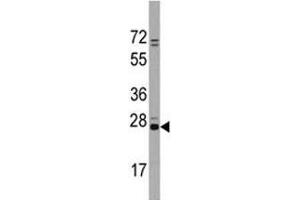 Image no. 4 for anti-CD9 (CD9) (AA 21-51) antibody (ABIN3030434)