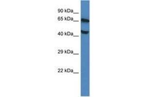 Image no. 1 for anti-Feline Leukemia Virus Subgroup C Cellular Receptor 1 (FLVCR1) (AA 223-272) antibody (ABIN6747388)