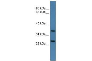 Image no. 1 for anti-Chloride Channel, Nucleotide-Sensitive, 1A (CLNS1A) (C-Term) antibody (ABIN928588)