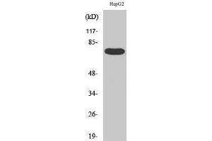 Image no. 1 for anti-FAST Kinase Domains 3 (FASTKD3) (Internal Region) antibody (ABIN3184599)