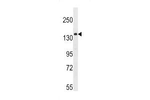Western Blotting (WB) image for anti-G Protein-Coupled Receptor 126 (GPR126) (Center) antibody (ABIN2159172)