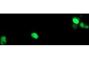 Image no. 10 for anti-Polymerase (RNA) III (DNA Directed) Polypeptide C (62kD) (POLR3C) antibody (ABIN1500340)