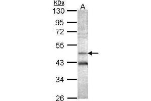 Image no. 1 for anti-Adenosylhomocysteinase (AHCY) (Center) antibody (ABIN2855028)