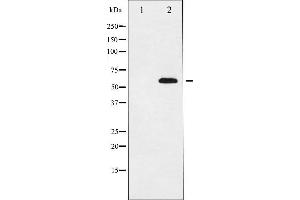 Image no. 1 for anti-DOK2 (DOK2) (Internal Region) antibody (ABIN6263979)