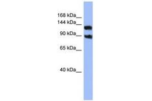 Image no. 1 for anti-Potassium Voltage-Gated Channel, Subfamily H (Eag-Related), Member 3 (Kcnh3) (AA 719-768) antibody (ABIN6741636)