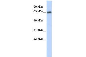 Image no. 1 for anti-UDP Glucuronosyltransferase 2 Family, Polypeptide B15 (UGT2B15) (N-Term) antibody (ABIN2773794)