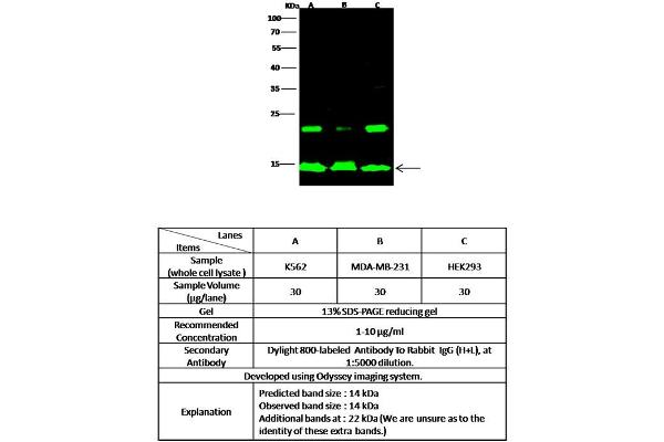anti-Histone Cluster 1, H2ab (HIST1H2AB) (N-Term) antibody