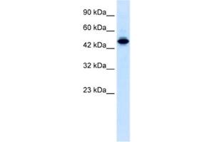 Image no. 1 for anti-E74-Like Factor 2 (Ets Domain Transcription Factor) (ELF2) antibody (ABIN2460258)