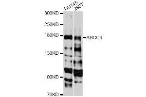 Image no. 2 for anti-ATP-Binding Cassette, Sub-Family C (CFTR/MRP), Member 4 (ABCC4) antibody (ABIN3023193)