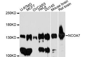 Image no. 1 for anti-Nuclear Receptor Coactivator 7 (NCOA7) antibody (ABIN6291593)