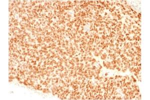 Image no. 4 for anti-NK2 Homeobox 2 (Nkx2-2) (AA 1-119) antibody (ABIN6940201)
