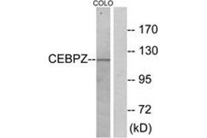 Image no. 1 for anti-CCAAT/enhancer Binding Protein (C/EBP), zeta (CEBPZ) (AA 1-50) antibody (ABIN1533830)