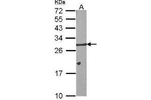 Image no. 1 for anti-BCL2-Like 1 (BCL2L1) (Center) antibody (ABIN2856151)