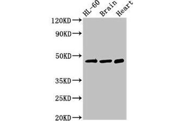 CHST1 antibody  (AA 305-397)