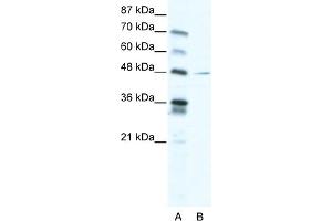 Image no. 1 for anti-Nuclear Factor I/C (CCAAT-Binding Transcription Factor) (NFIC) (C-Term) antibody (ABIN2792601)