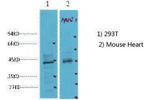 Western Blot (WB) analysis of 1) 293T, 2) Mouse Heart tissue, diluted at 1:2000.