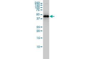 Image no. 2 for anti-Keratin 33B (KRT33B) (AA 1-404) antibody (ABIN561634)