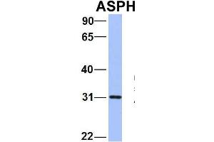 Image no. 3 for anti-Aspartate beta-Hydroxylase (ASPH) (N-Term) antibody (ABIN2784532)