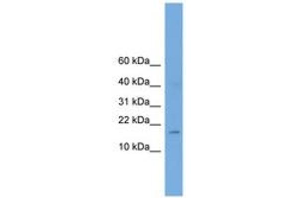 anti-Basic Helix-Loop-Helix Family, Member A9 (BHLHA9) (AA 51-100) antibody