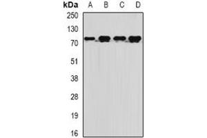 Image no. 1 for anti-Myotubularin Related Protein 14 (MTMR14) (full length) antibody (ABIN6005628)
