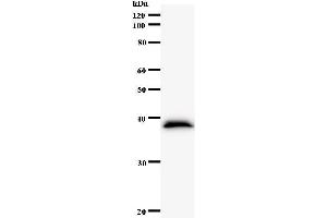 Image no. 1 for anti-NIMA related kinase 4 (NEK4) antibody (ABIN931149)