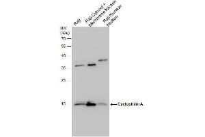 Image no. 4 for anti-Peptidylprolyl Isomerase A (Cyclophilin A) (PPIA) (C-Term) antibody (ABIN2855908)