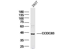 CCDC83 anticorps  (AA 101-200)