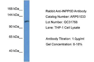 Image no. 1 for anti-Inositol Polyphosphate-5-Phosphatase, 145kDa (INPP5D) (C-Term) antibody (ABIN2774303)