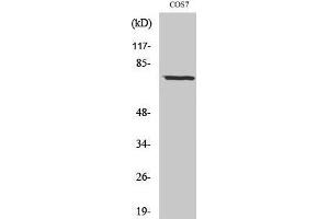 Image no. 1 for anti-Netrin 1 (NTN1) (C-Term) antibody (ABIN3185826)