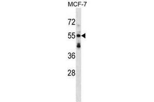 Image no. 1 for anti-Syntrophin, beta 2 (Dystrophin-Associated Protein A1, 59kDa, Basic Component 2) (SNTB2) (AA 216-245), (Middle Region) antibody (ABIN955046)