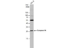 Image no. 2 for anti-Caspase 14, Apoptosis-Related Cysteine Peptidase (CASP14) (C-Term) antibody (ABIN2856832)