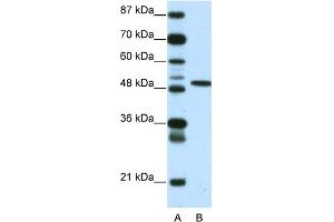 Image no. 1 for anti-Ets Variant 5 (ETV5) (N-Term) antibody (ABIN2779534)