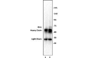 Image no. 2 for anti-ELK1, Member of ETS Oncogene Family (ELK1) (C-Term) antibody (ABIN6971625)