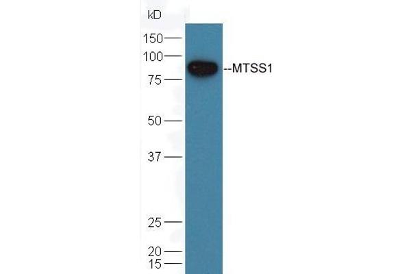 MTSS1 antibody  (AA 101-200)