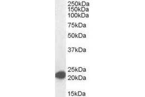 Image no. 2 for anti-MYC Associated Factor X (MAX) (C-Term) antibody (ABIN184586)