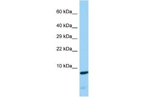 Image no. 1 for anti-CDC42 Small Effector 2 (CDC42SE2) (Middle Region) antibody (ABIN2790743)