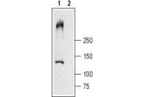 anti-Ryanodine Receptor 1 (Skeletal) (RYR1) (AA 1371-1386), (Intracellular), (N-Term) antibody