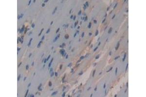 Image no. 4 for anti-Heterogeneous Nuclear Ribonucleoprotein A1 (HNRNPA1) (AA 2-320) antibody (ABIN5013693)