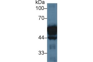 Image no. 2 for anti-Keratin 20 (KRT20) (AA 75-382) antibody (ABIN5013827)