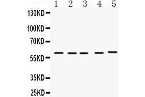 Image no. 1 for anti-Flavin Containing Monooxygenase 1 (FMO1) (AA 334-363), (C-Term) antibody (ABIN3042396)