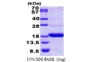 Image no. 1 for CD300a (CD300A) (AA 18-128) protein (His tag) (ABIN5853118)