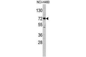 Image no. 1 for anti-Elongator Acetyltransferase Complex Subunit 2 (ELP2) (C-Term) antibody (ABIN452953)