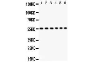 Image no. 1 for anti-CD8a Molecule (CD8A) (AA 22-187) antibody (ABIN3043499)