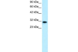Image no. 1 for anti-D Site of Albumin Promoter (Albumin D-Box) Binding Protein (DBP) (N-Term) antibody (ABIN2779501)