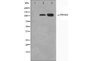 TRIM24 抗体  (C-Term)